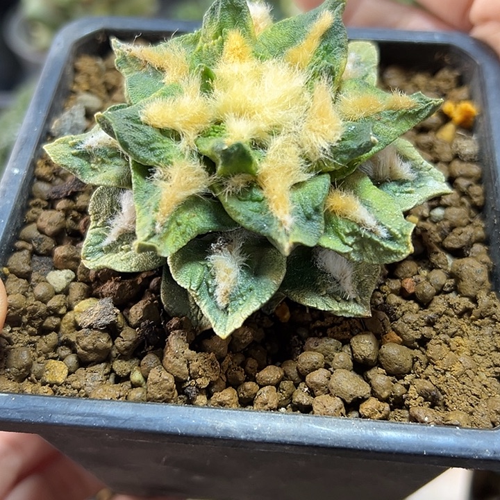 91号自根龙角龟甲牡丹锦7.4公分