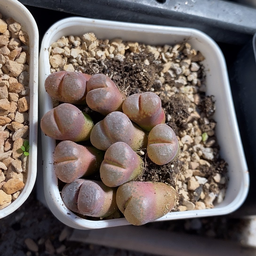 福利三颗白花c10风铃