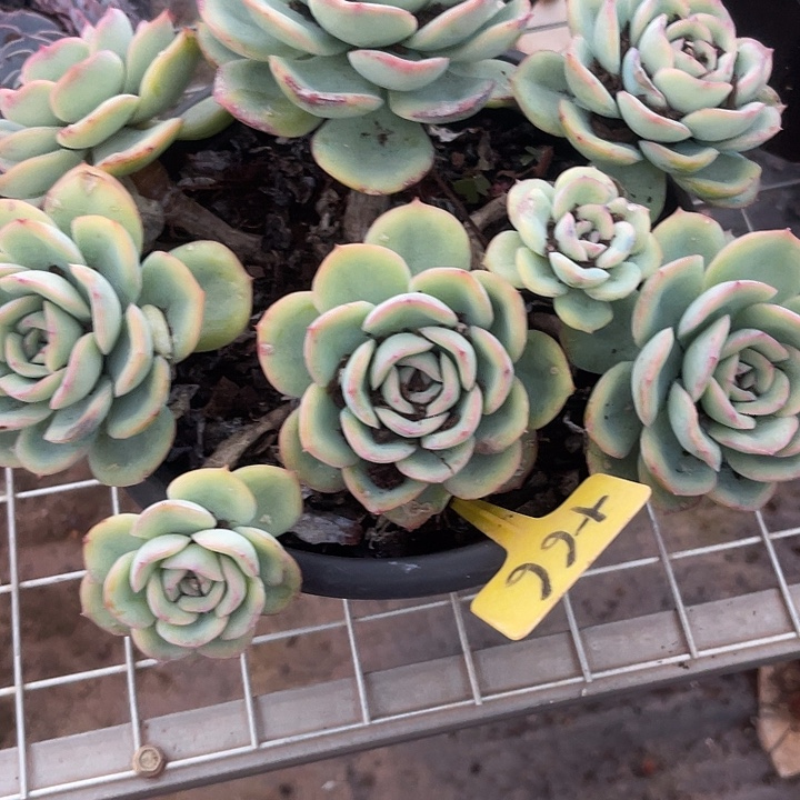 梦***分两单包邮，一物一拍66