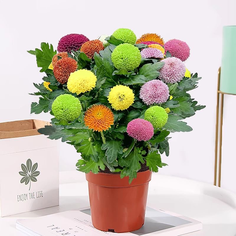乒乓球菊花一盆彩色和一盆绿色