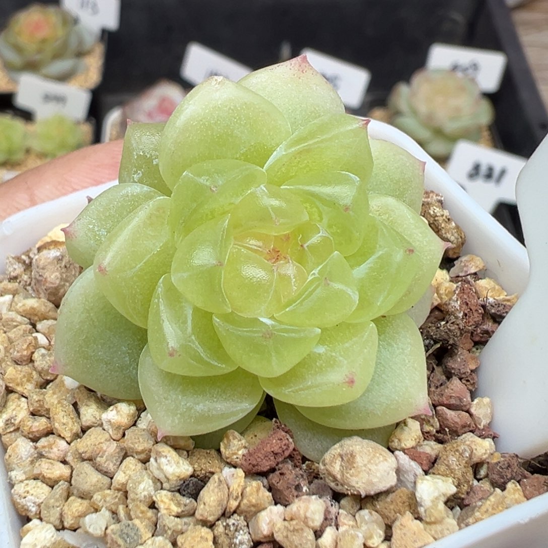 821号黄财 晗雨多肉