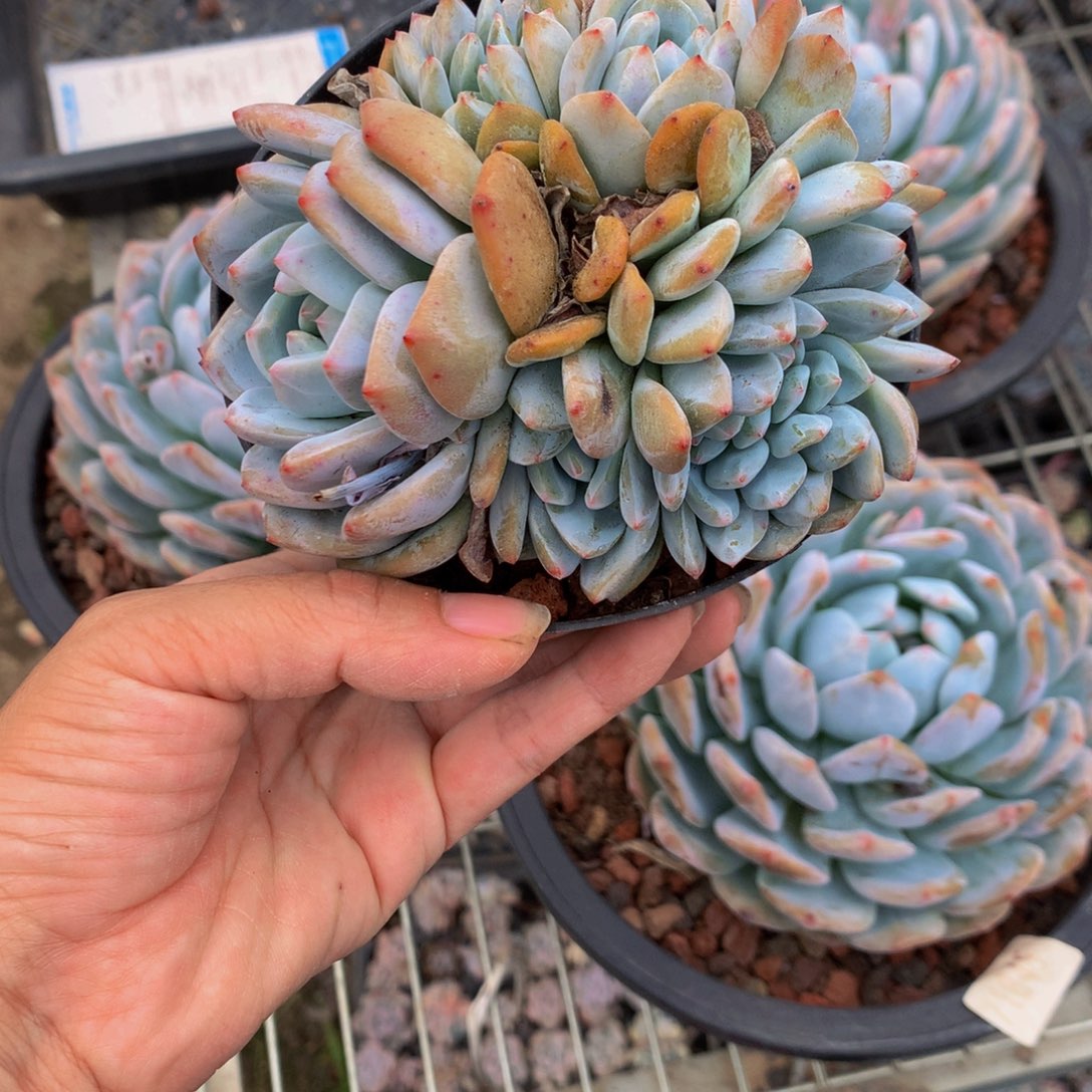 8959多头加缀嗯嗯嗯嗯嗯好喜欢