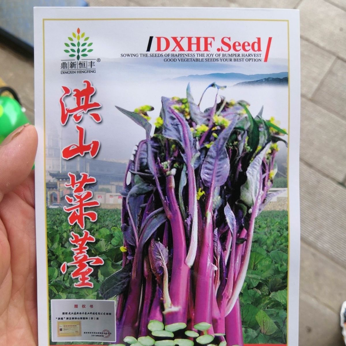 正品武汉洪山菜苔蔬菜种子籽湖北紫红菜苔秋冬菜籽甜嫩红菜心种子