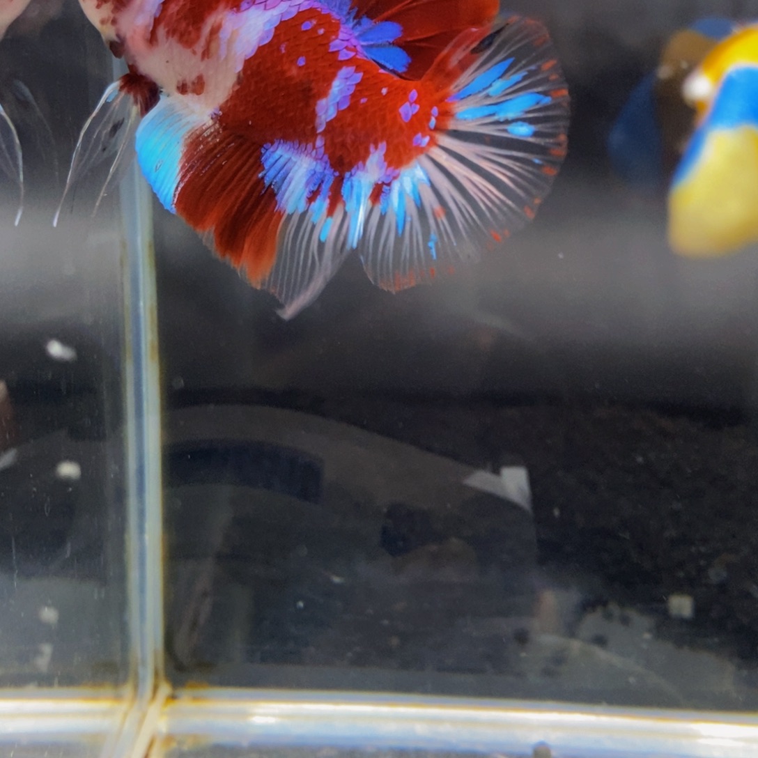 斗鱼356巨斗11111