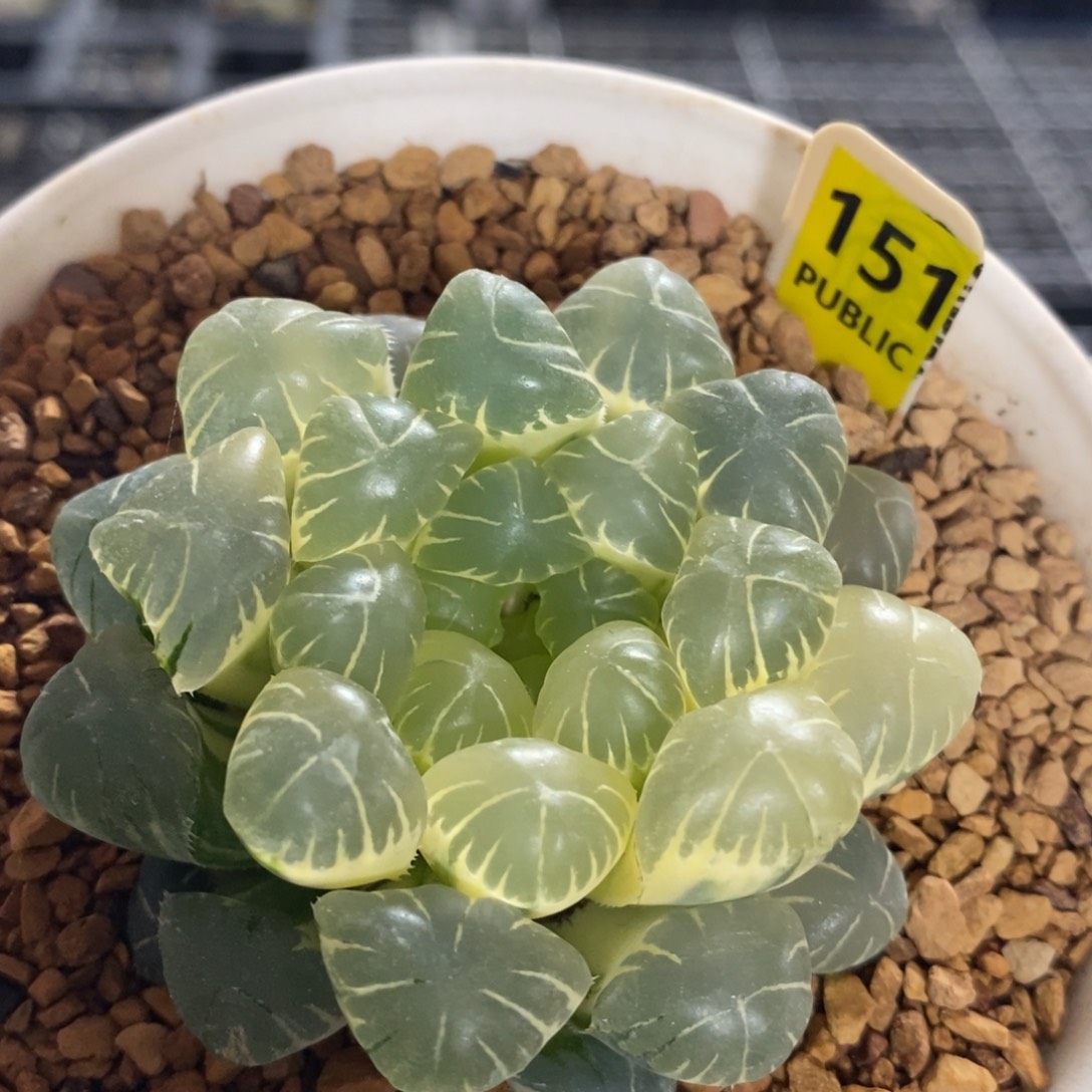 不开花植物151玉露