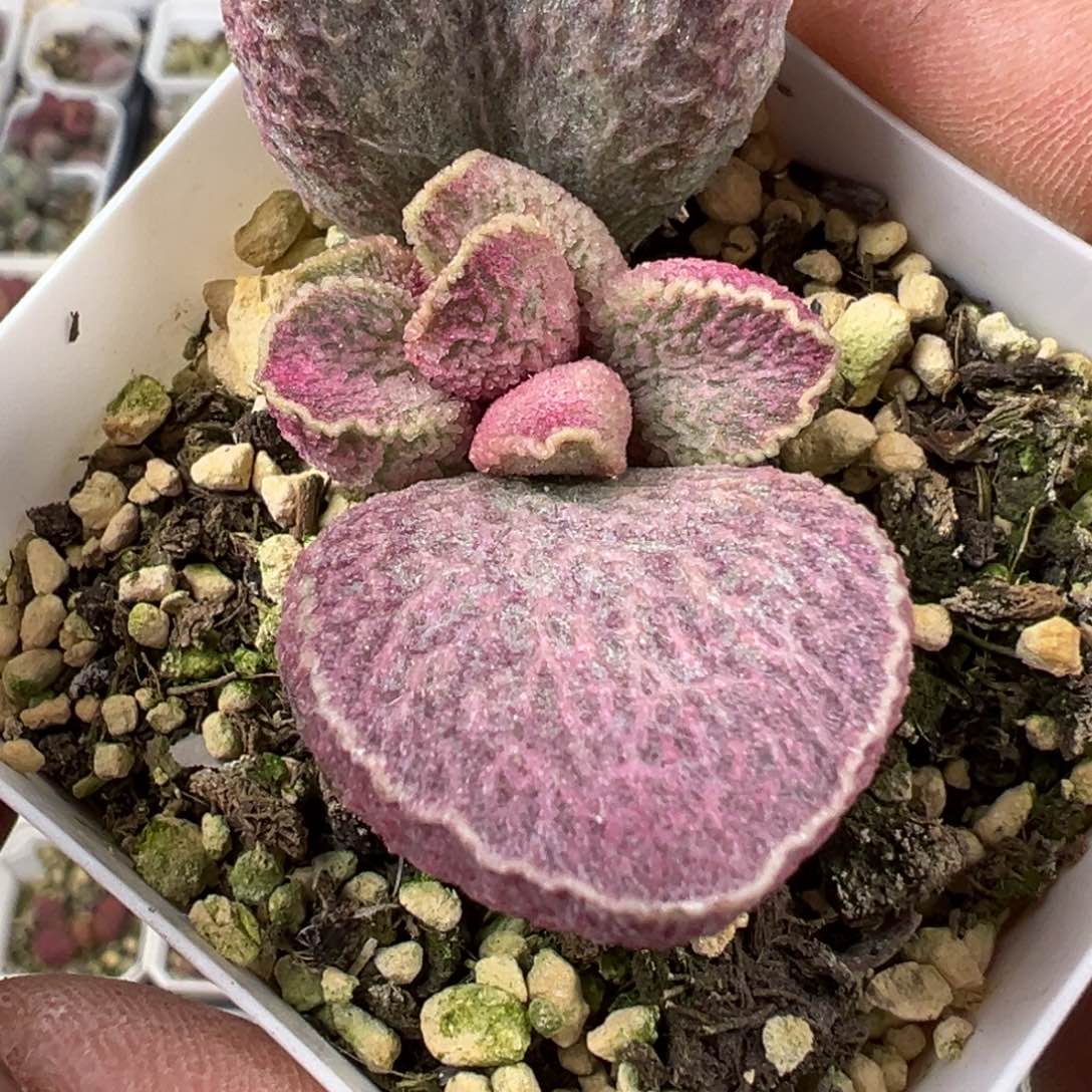 哈默猪肝单头桩多肉植物