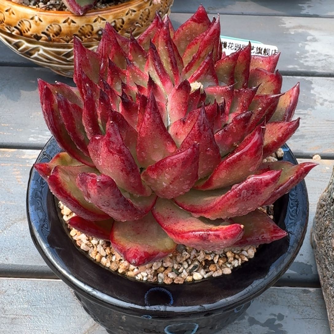 从前慢多肉精选编号0310.319