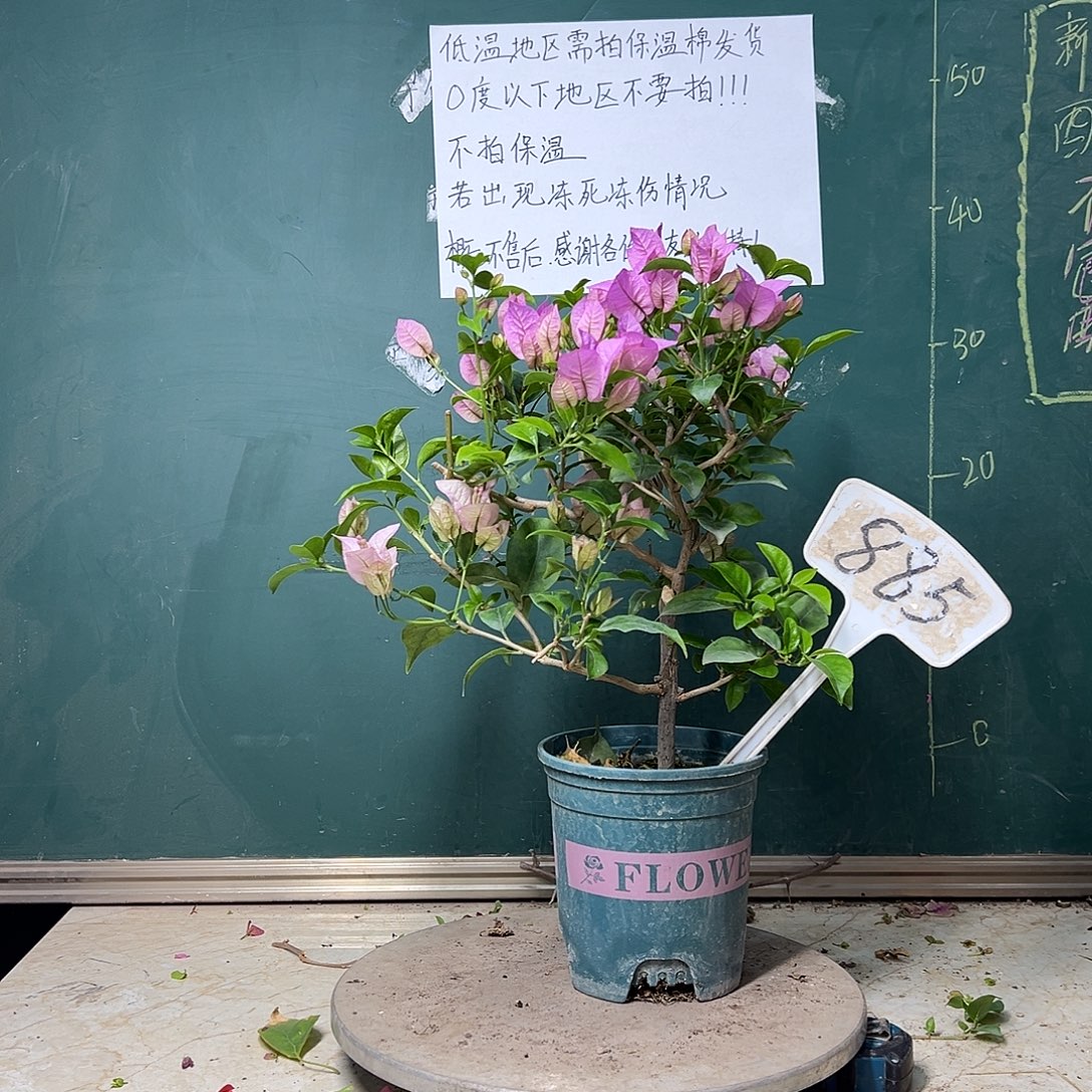 完全开放巴西紫 885