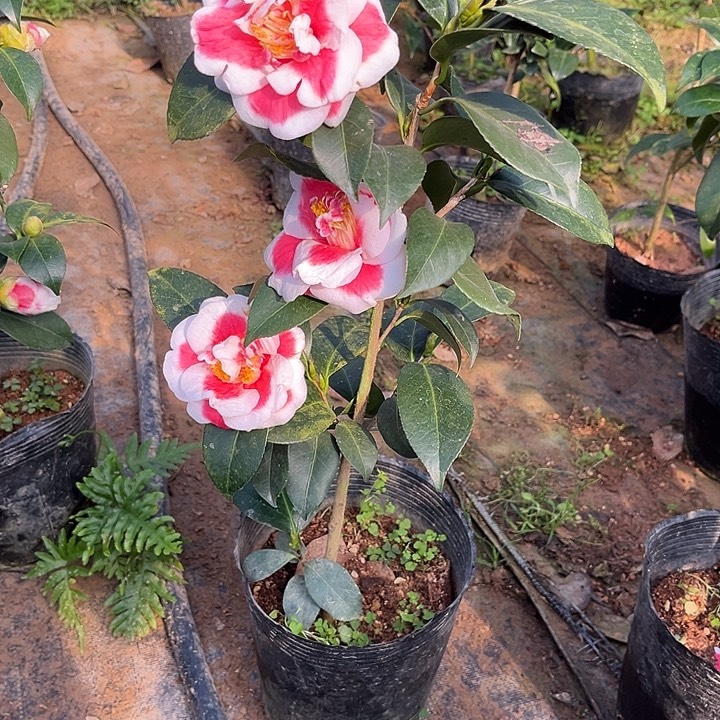 完全开放友之浦茶花
