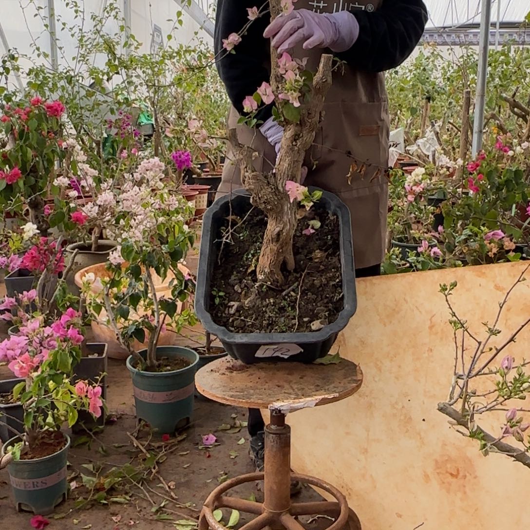 大部分开放少量花苞绿樱 142脱