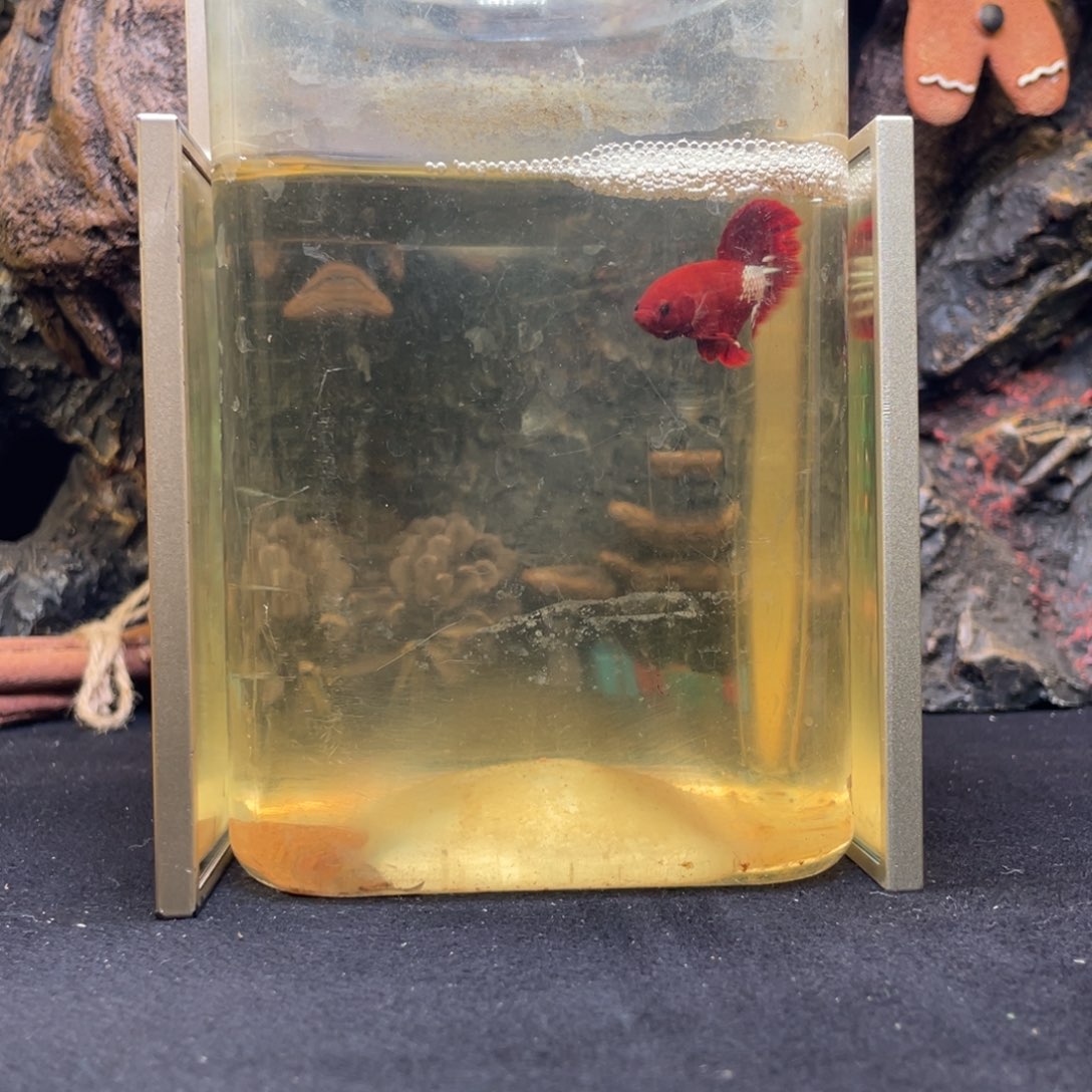 斗鱼十二月十八日竞价