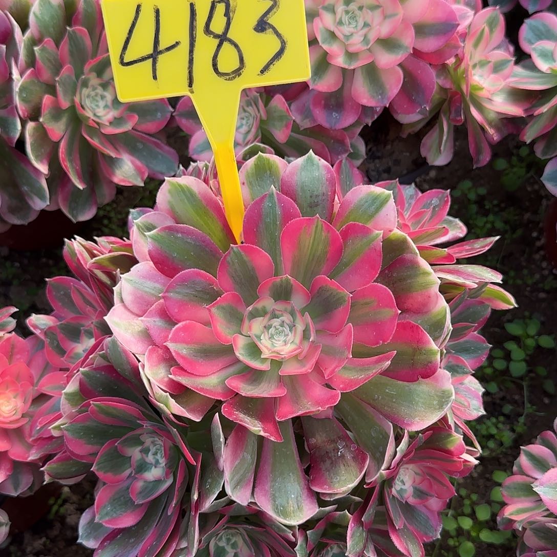 4183---多头多肉植物女巫