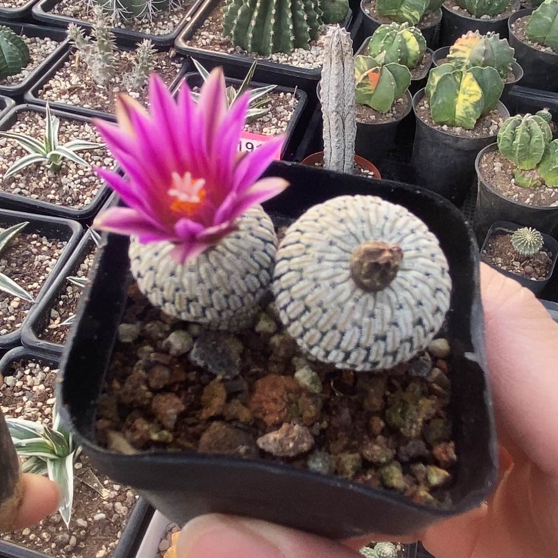 花花草草花花草草