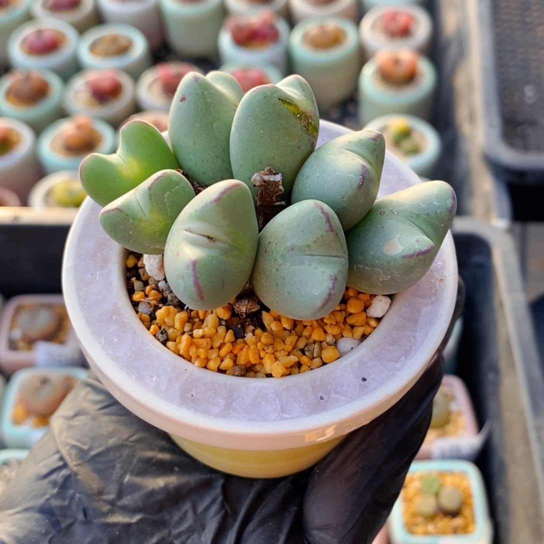 3828--一物一拍 带盆