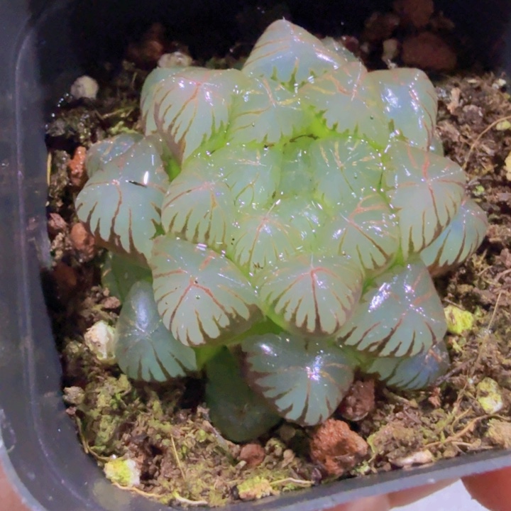 红丝雨露王炸一颗