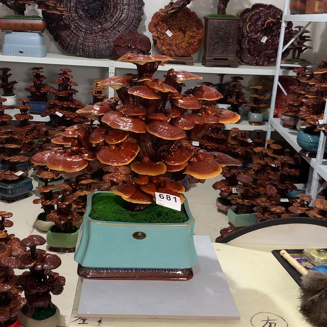 全部花朵88888888681