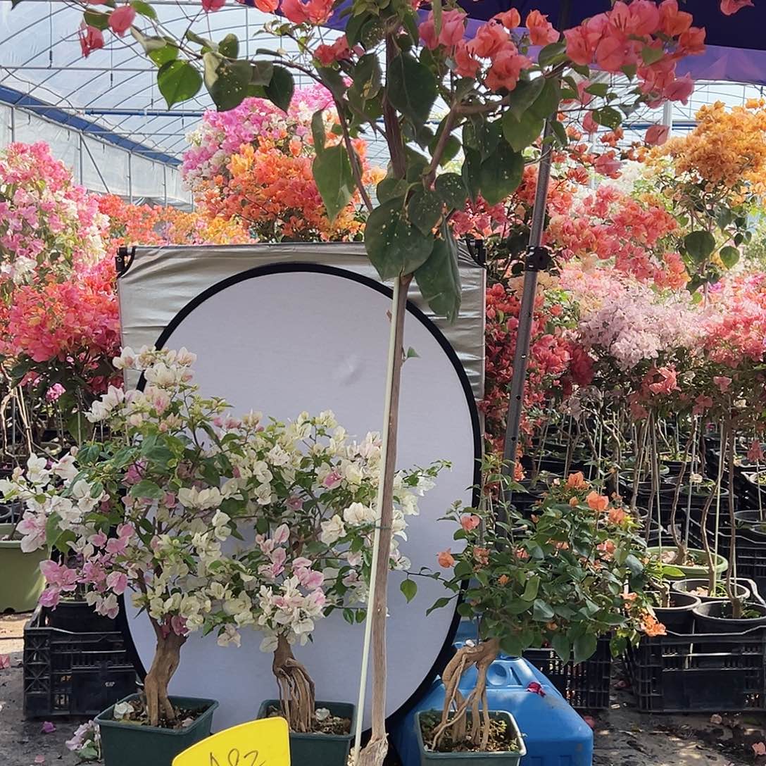 花***夏大部分花苞少量开放A82洒金橙