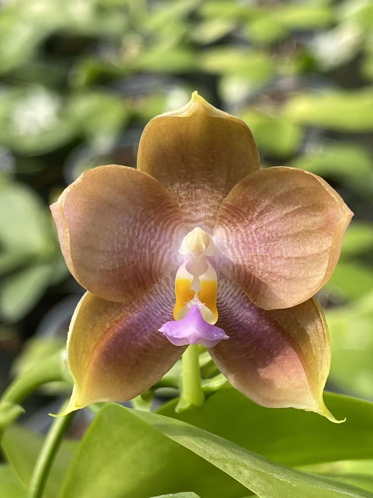 [焦糖玛奇朵]4.5寸仅是苗超大棵壮苗盆栽室内花卉植物四季开花