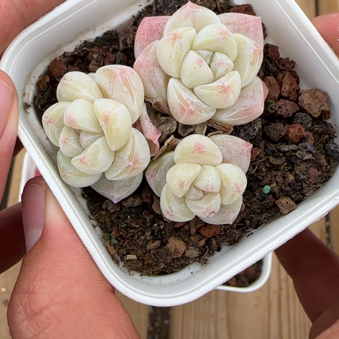 一物一拍麦秆珍妮07010