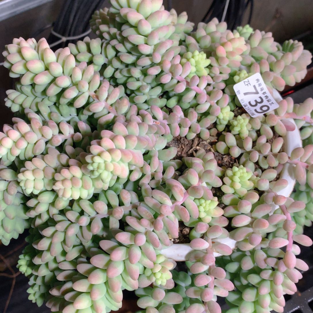 5CM拇指盆精控多肉ZF739