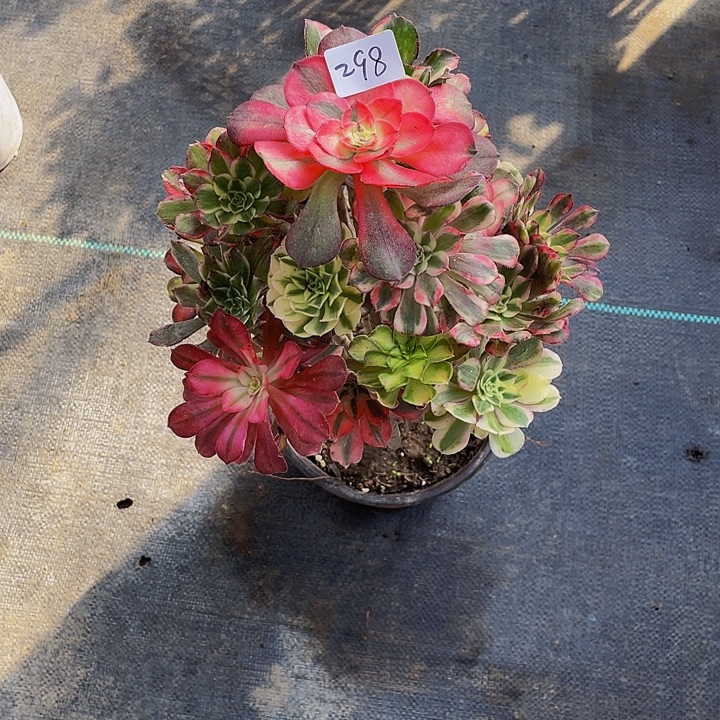 N****架接法师一个298号