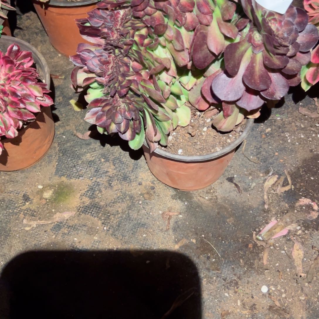 3027 号多肉法师植物新年福利