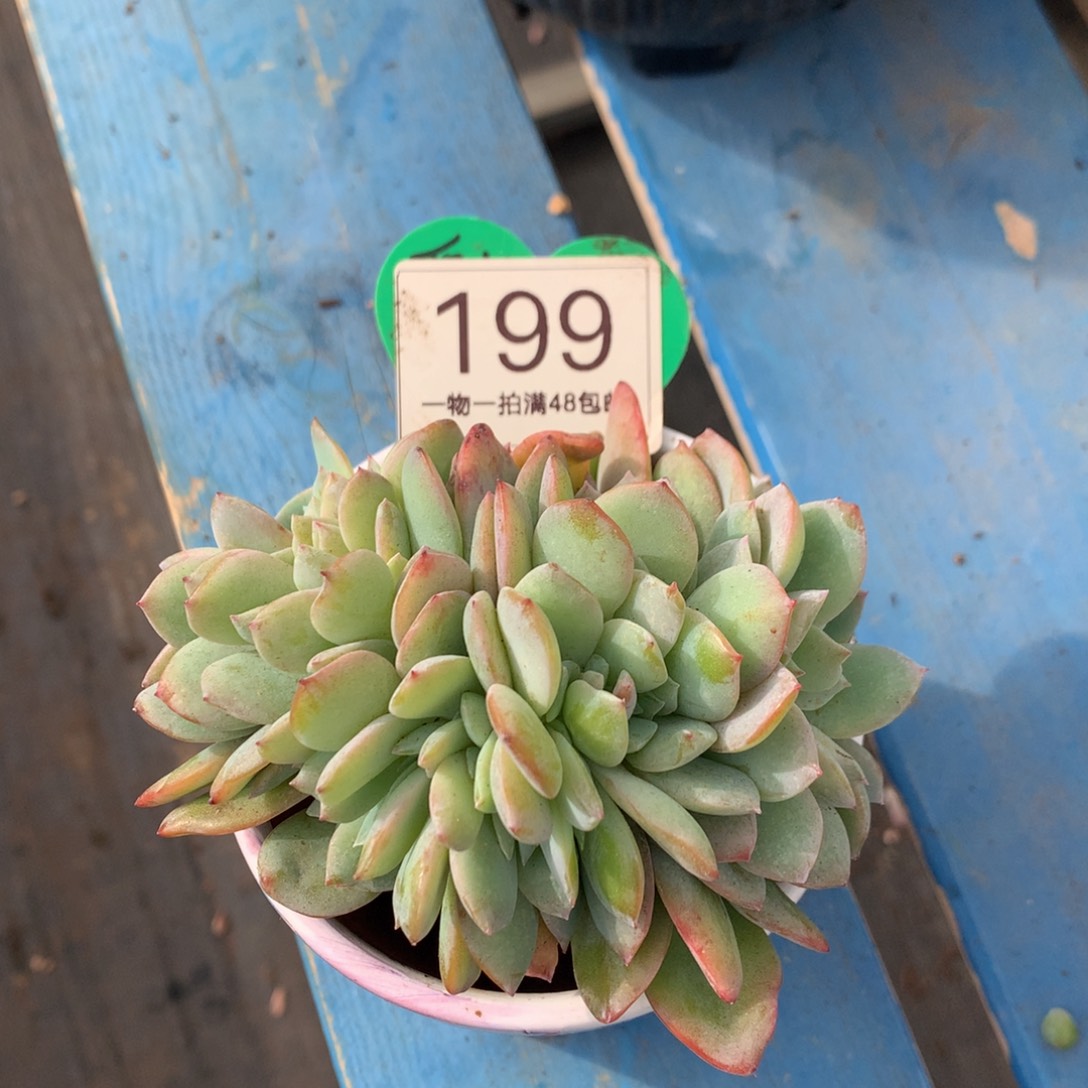 雪凤缀化一物一拍199