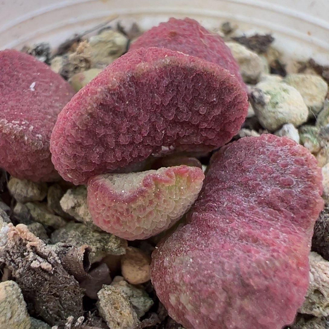 夏娃多肉植物水泡多肉植物