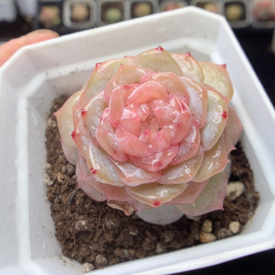 无花朵R187。yyyyyyy