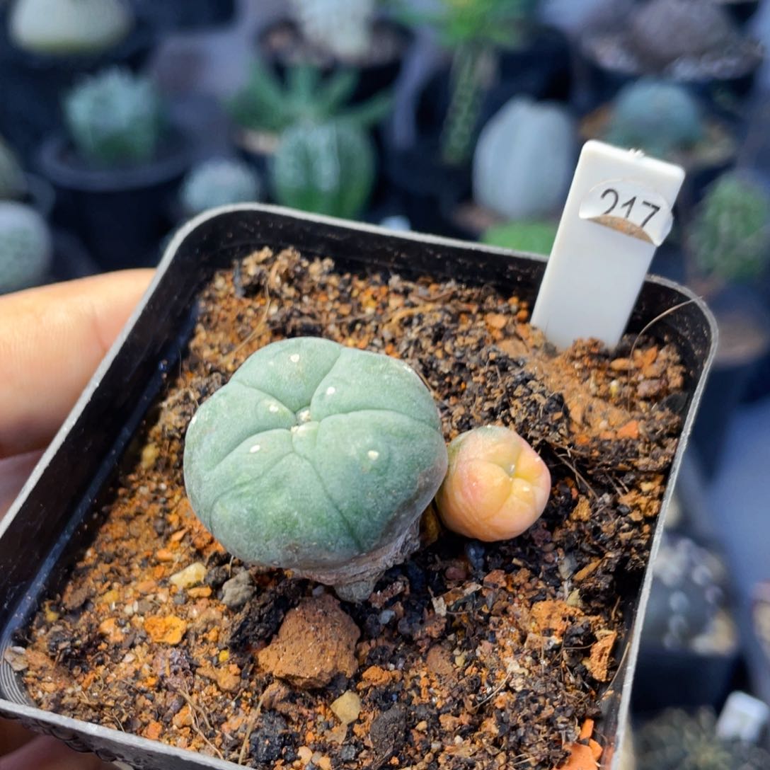 仙人球满28包邮盆5公分