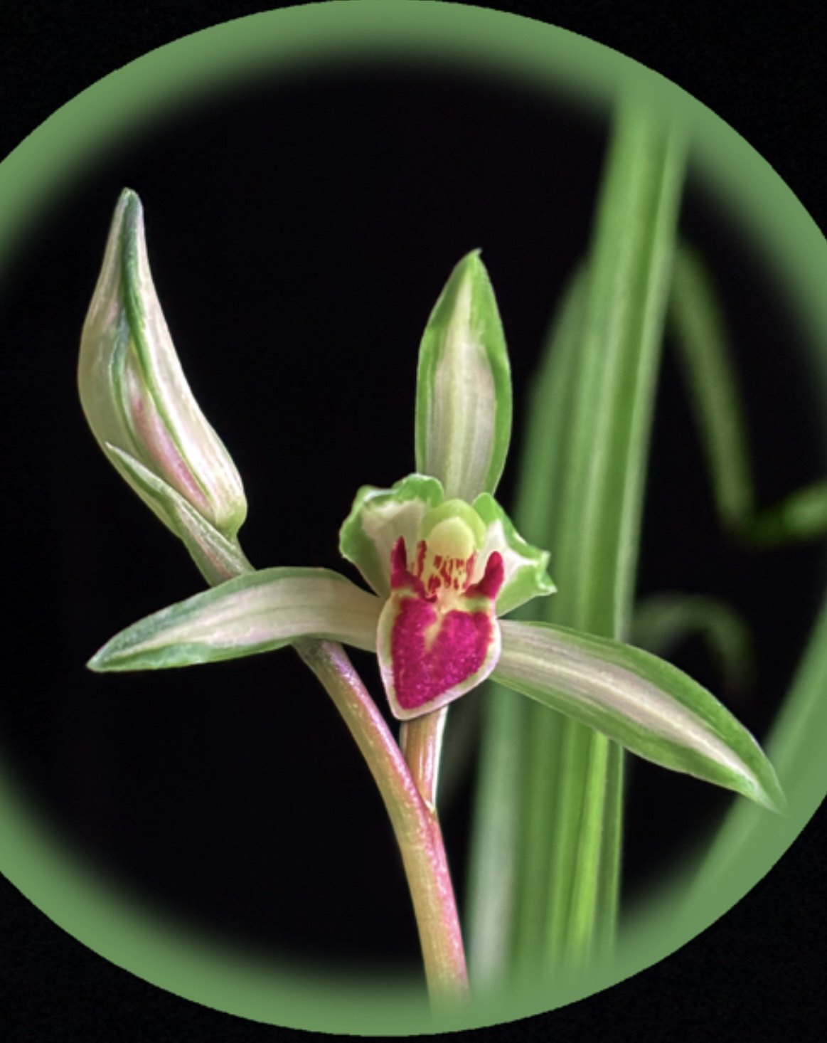 国兰秋芝兰草、绿兰、送春