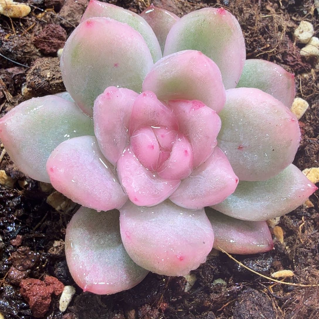 冰月亮锦，多肉植物