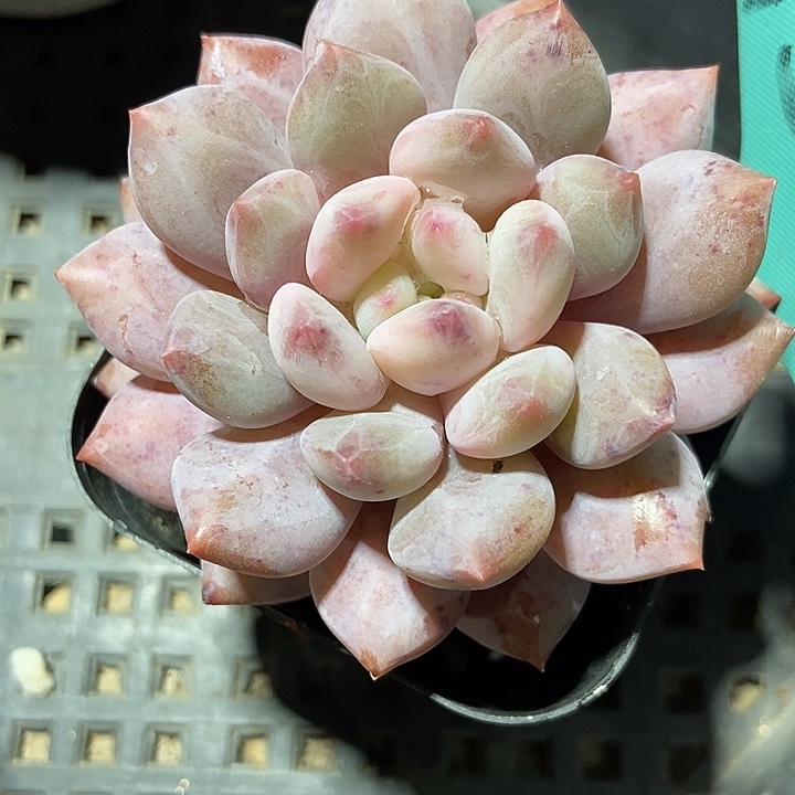 多肉植物半夏1505多肉