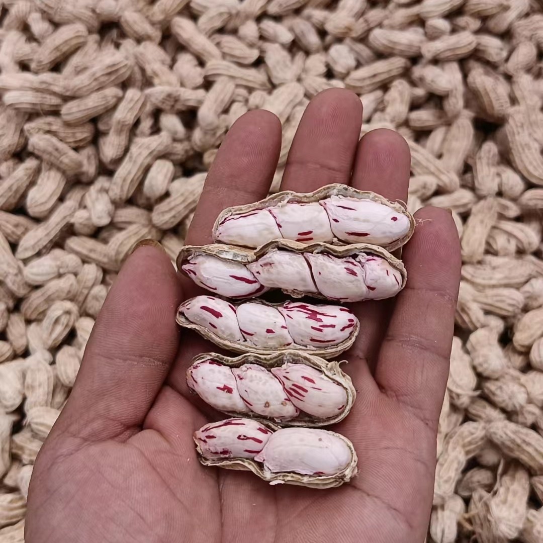 云南七彩花生 牛奶花生水果花生带壳带泥湿花生2025年新鲜花生