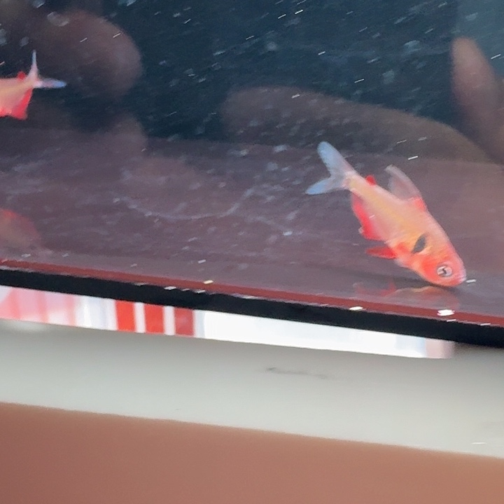 海水鱼潘塔纳尔扯期1.5+两只