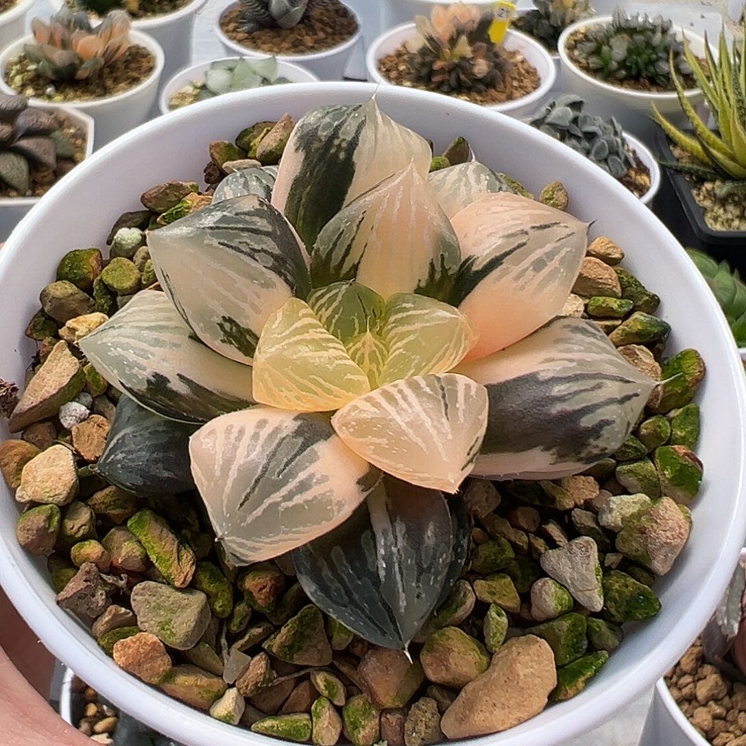 玉潭锦十二卷多肉植物