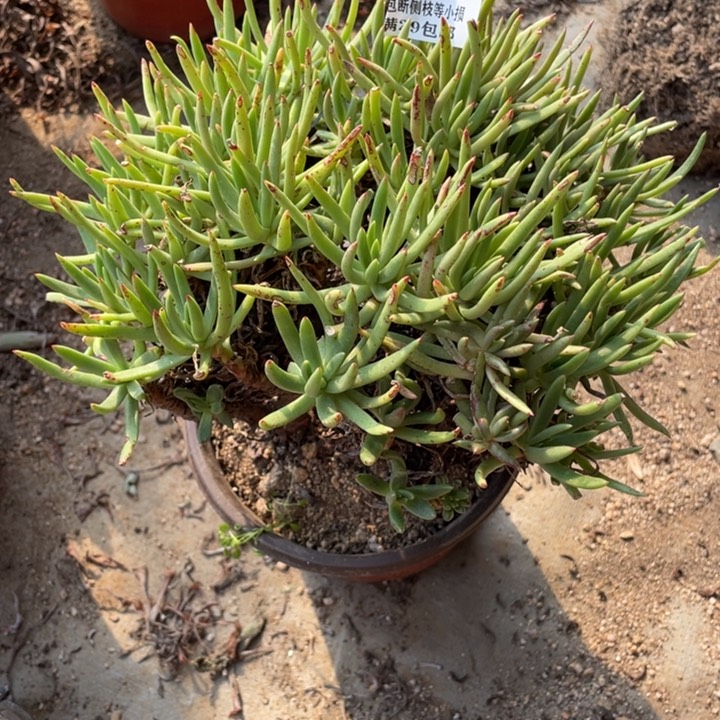 785号维思辛达多肉植物