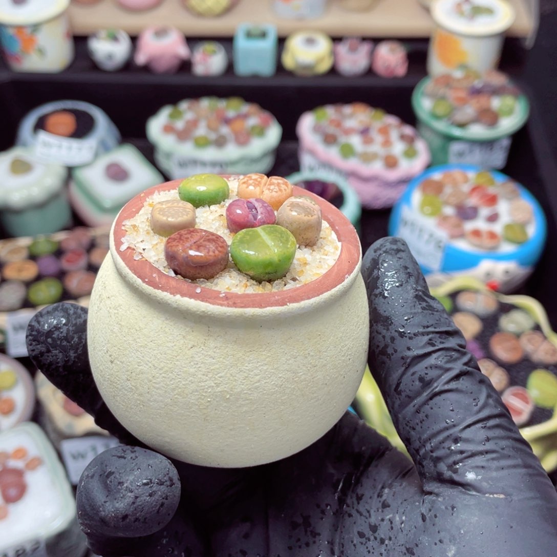 w1191--带盆土发货，零下地区拍保温箱