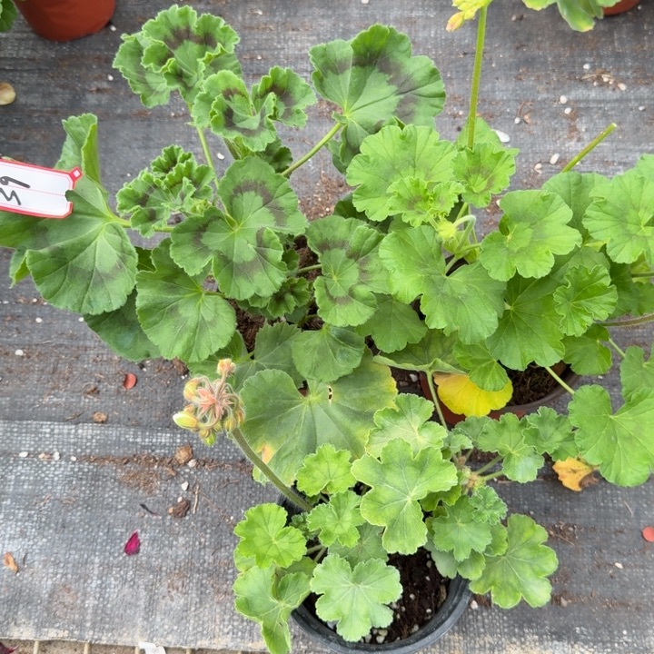 完全开放天竺葵39号