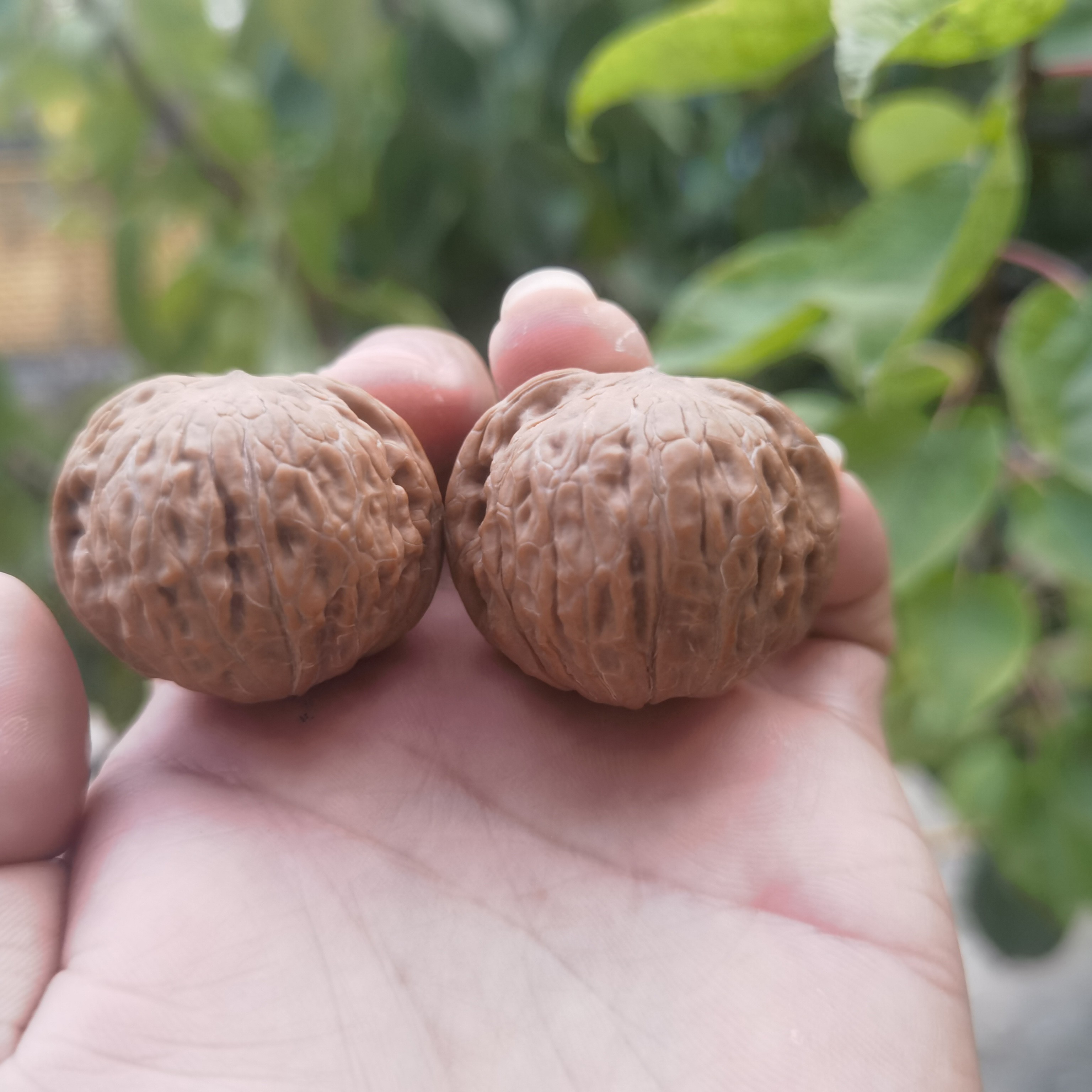 铁锤妹妹，全品无修铁锤尺寸36