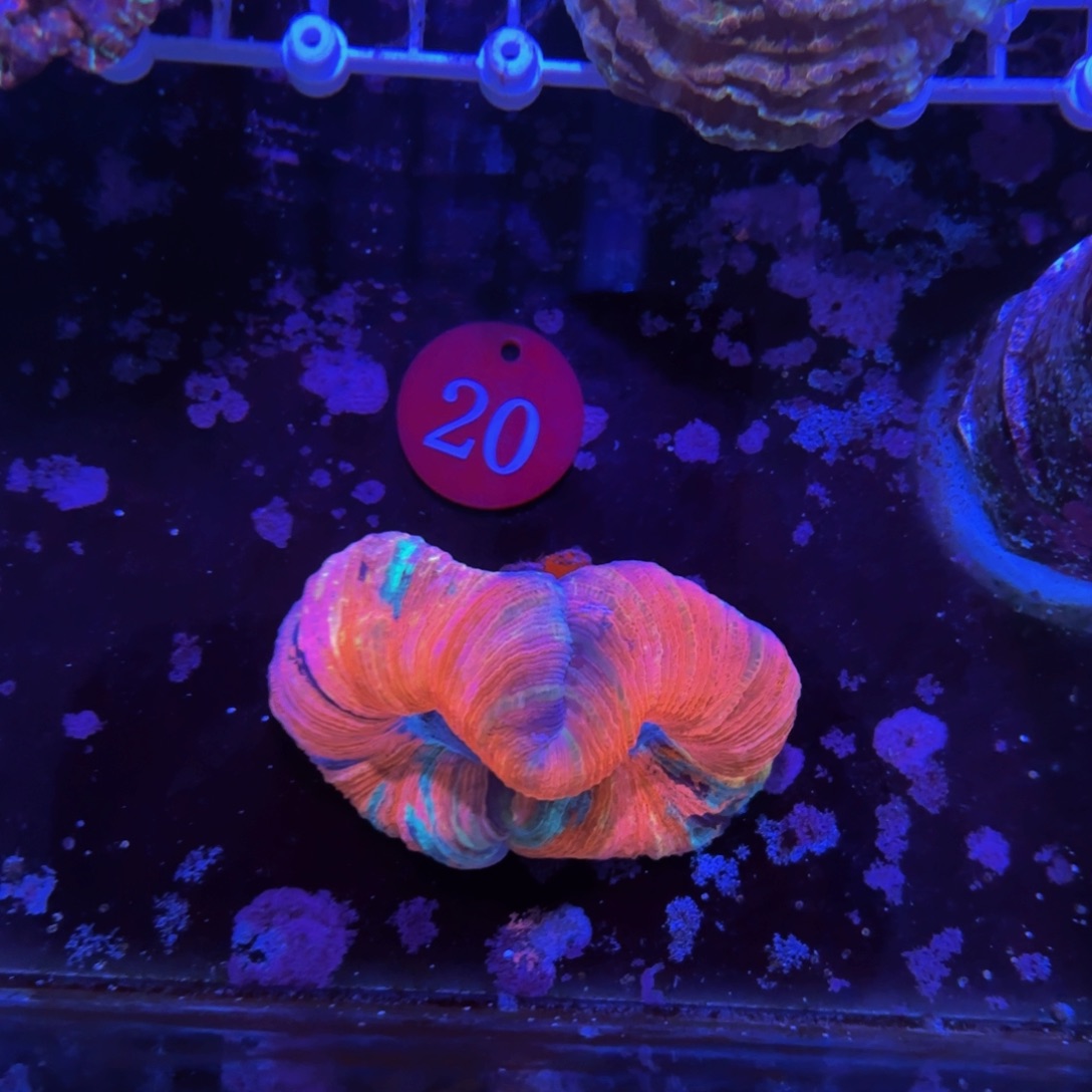 万鱼来朝海水观赏
