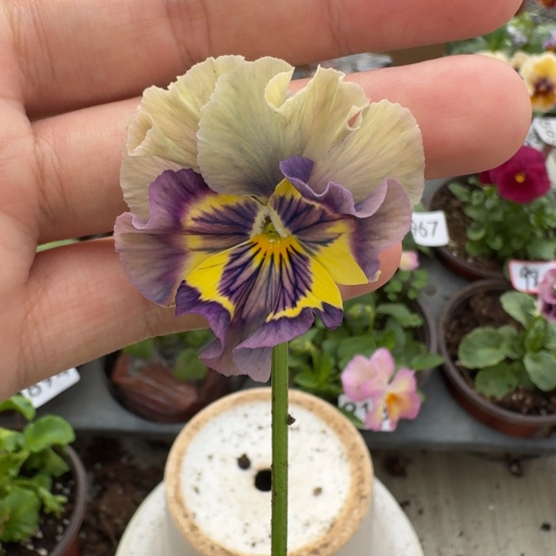 大部分花苞少量开放95