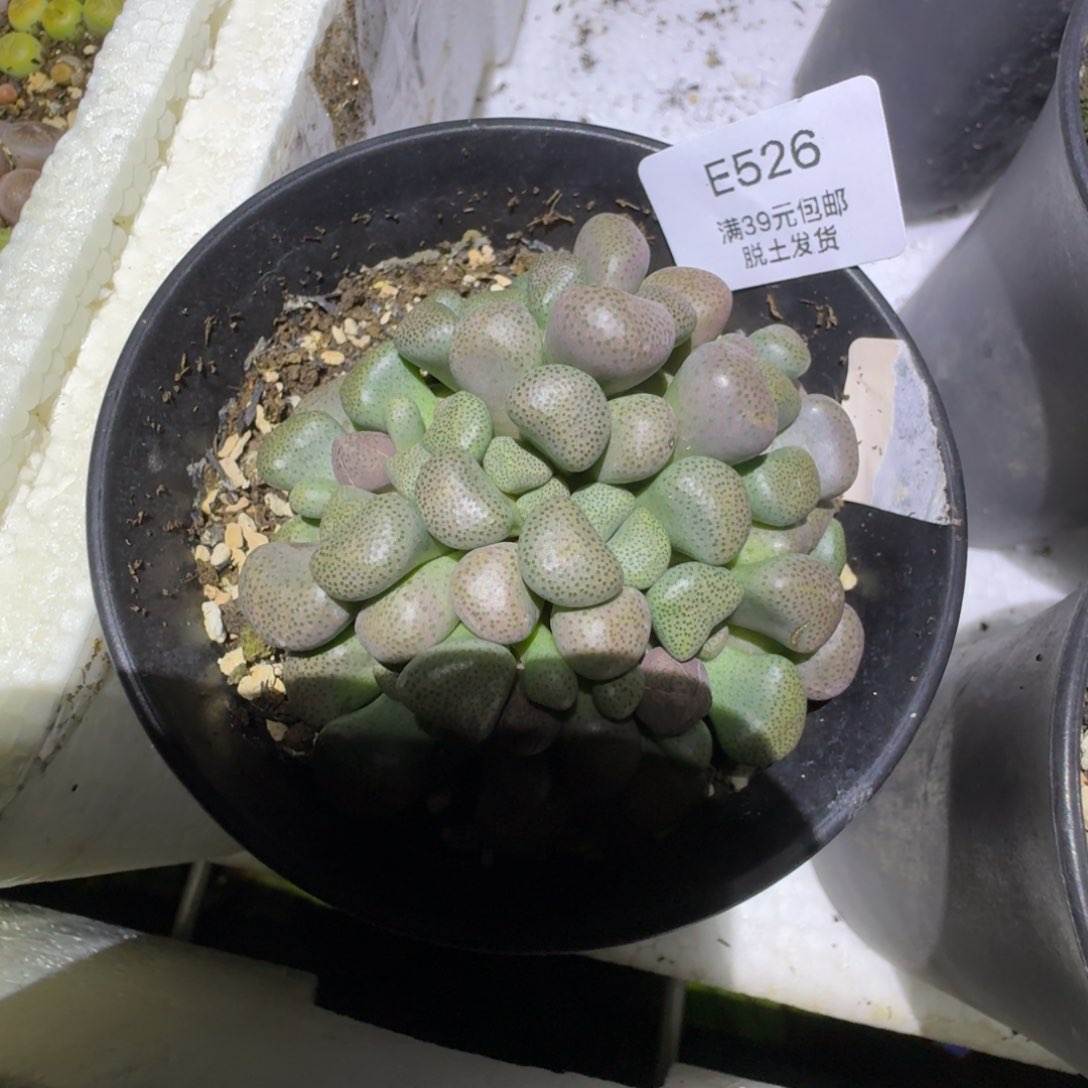 526哈哈哈哈哈哈哈