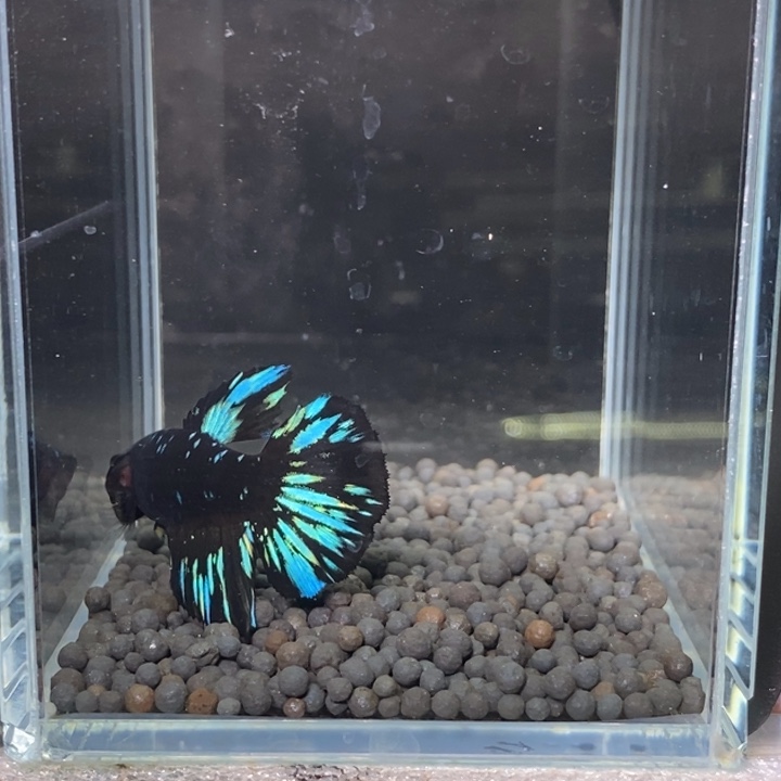 斗鱼泰国斗鱼167号