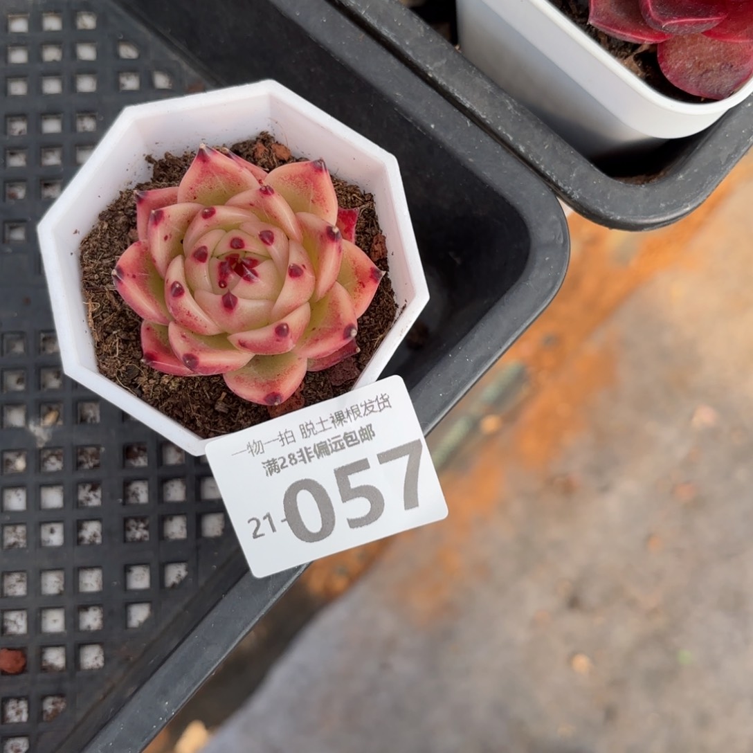 蓝龙多肉多肉多肉