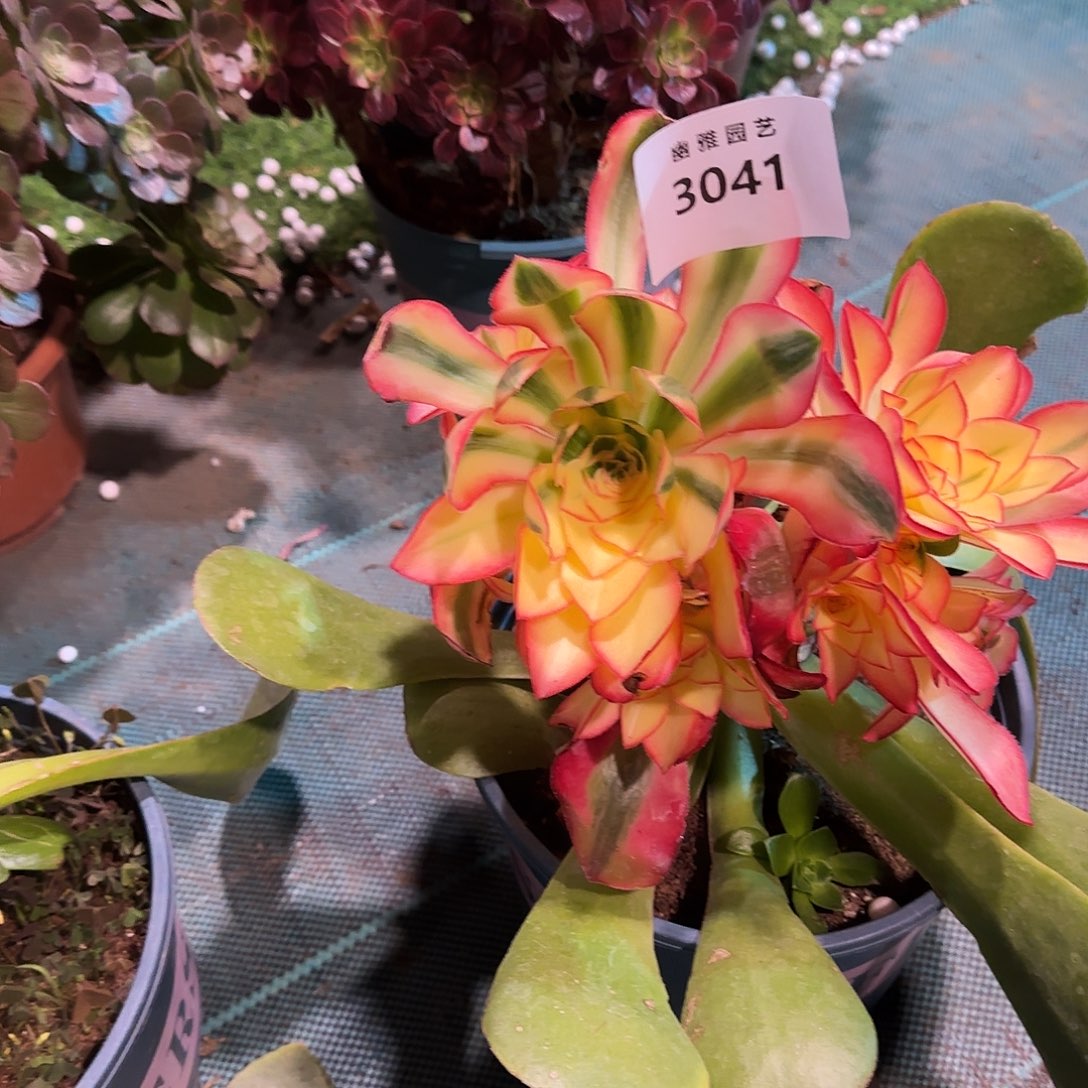 多肉植物爱丽丝3041