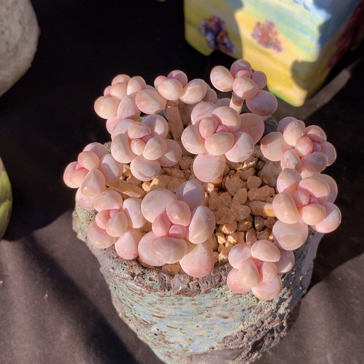 香芋自然老庄群无砍