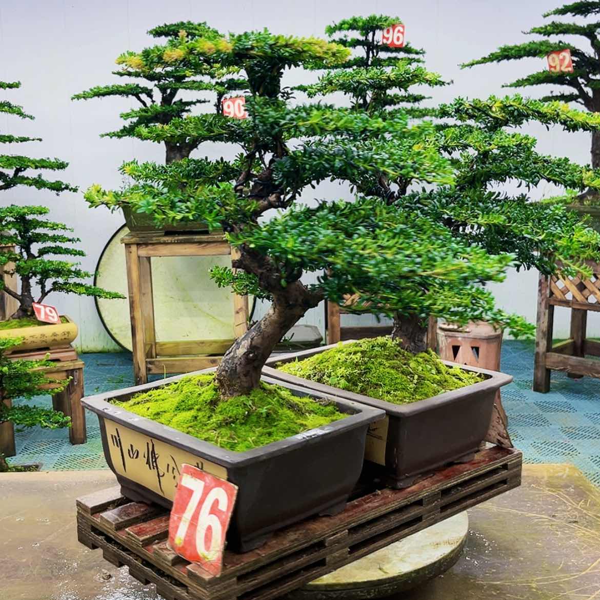 【闪购商品】无花朵