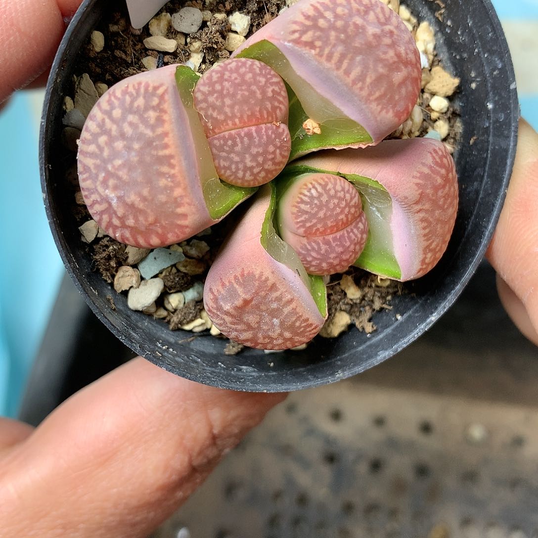 B249多肉植物保护研究所