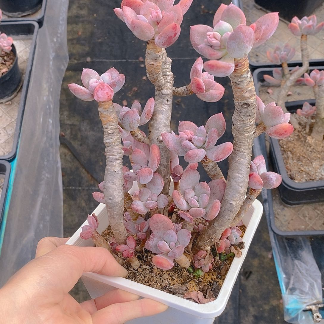 青*710多肉植物老桩